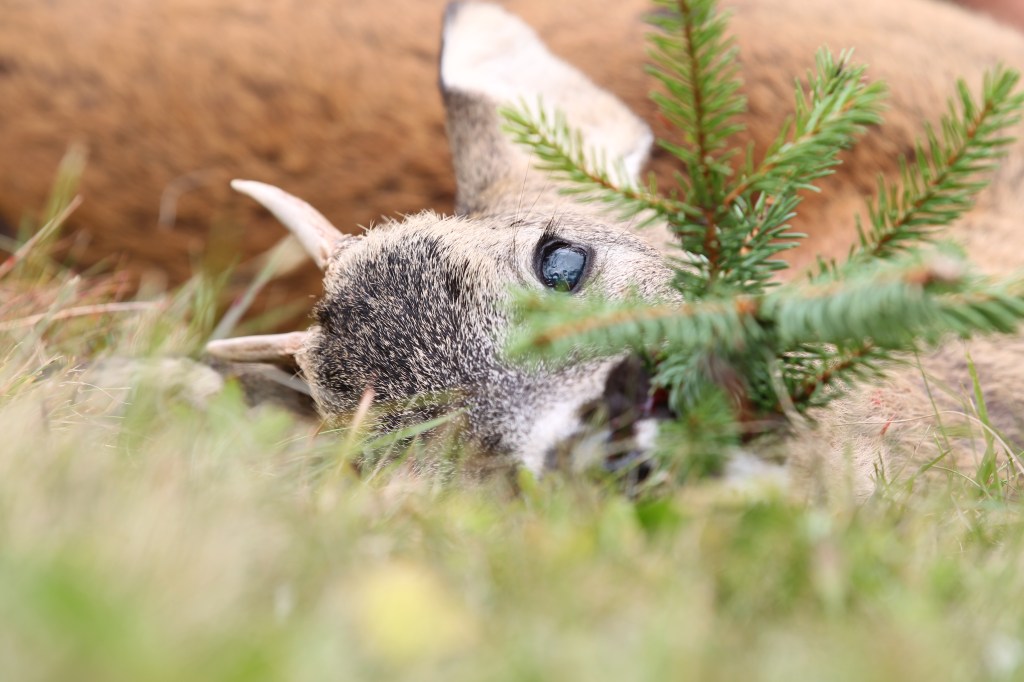La chatscha rumantscha